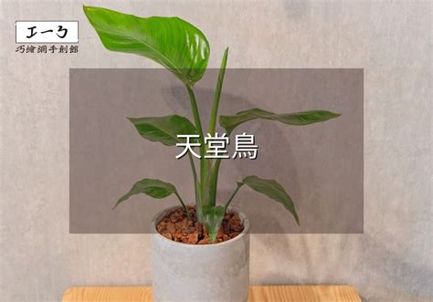 天堂鳥照顧|天堂鳥植物完全栽培指南 從選擇到養護 